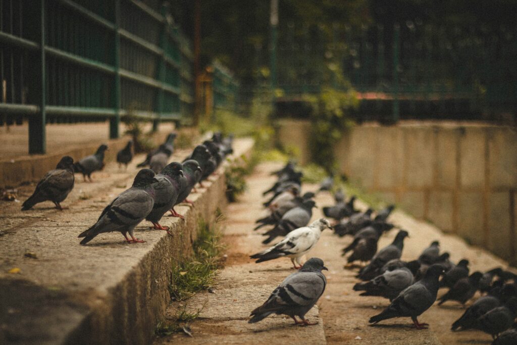 Group of pigeons standing on stairs in an orderly fashion, you cant monetize their attention